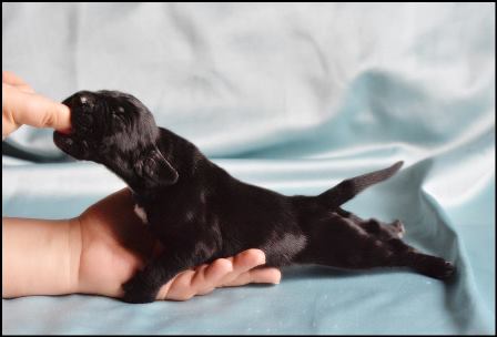 wye niemiecki, spinone italiano