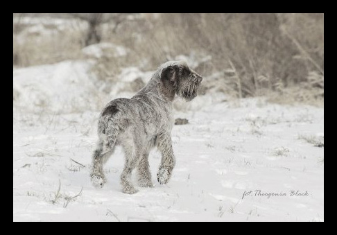 wye niemiecki, spinone italiano