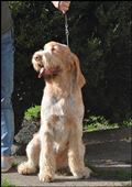 wye niemiecki, spinone italiano
