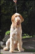 wye niemiecki, spinone italiano