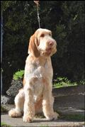 wye niemiecki, spinone italiano