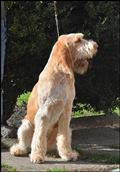wye niemiecki, spinone italiano