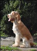 wye niemiecki, spinone italiano