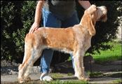 wye niemiecki, spinone italiano