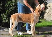 wye niemiecki, spinone italiano