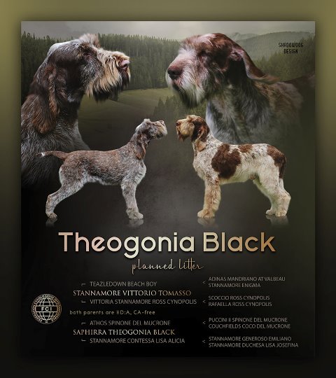 wye niemiecki, spinone italiano