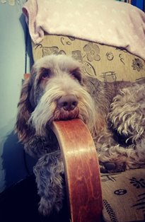 wye niemiecki, spinone italiano