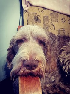 wye niemiecki, spinone italiano