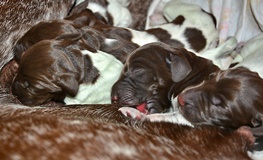 wye niemiecki, spinone italiano