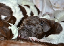 wye niemiecki, spinone italiano