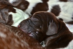 wye niemiecki, spinone italiano