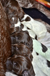 wye niemiecki, spinone italiano