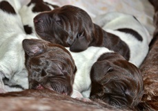 wye niemiecki, spinone italiano