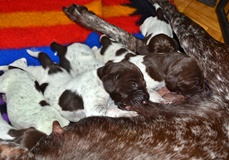 wye niemiecki, spinone italiano