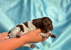 wye niemiecki, spinone italiano