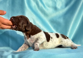 wye niemiecki, spinone italiano