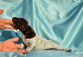 wye niemiecki, spinone italiano