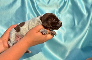 wye niemiecki, spinone italiano