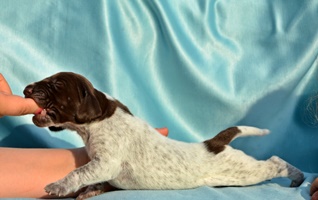 wye niemiecki, spinone italiano