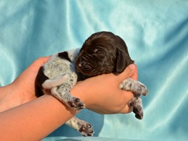 wye niemiecki, spinone italiano
