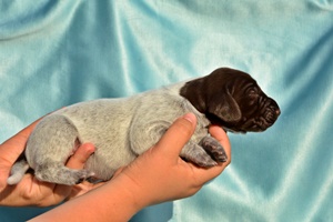 wye niemiecki, spinone italiano