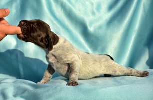 wye niemiecki, spinone italiano