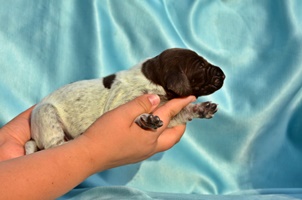 wye niemiecki, spinone italiano