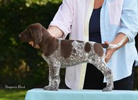wye niemiecki, spinone italiano