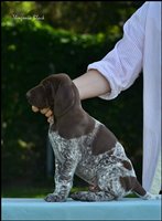 wye niemiecki, spinone italiano