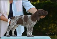 wye niemiecki, spinone italiano