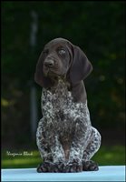 wye niemiecki, spinone italiano