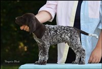 wye niemiecki, spinone italiano