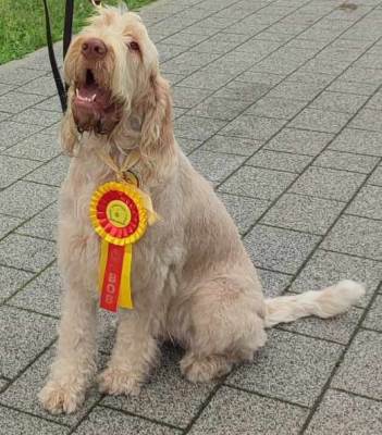 wye niemiecki, spinone italiano