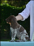 wye niemiecki, spinone italiano