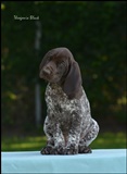 wye niemiecki, spinone italiano