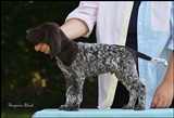 wye niemiecki, spinone italiano