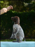 wye niemiecki, spinone italiano