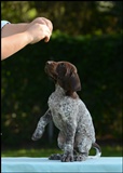 wye niemiecki, spinone italiano