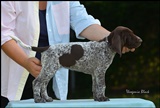 wye niemiecki, spinone italiano