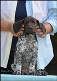 wye niemiecki, spinone italiano
