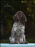 wye niemiecki, spinone italiano