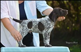 wye niemiecki, spinone italiano