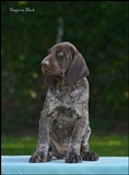 wye niemiecki, spinone italiano