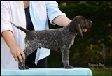 wye niemiecki, spinone italiano