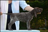 wye niemiecki, spinone italiano