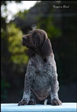 wye niemiecki, spinone italiano