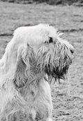 wye niemiecki, spinone italiano