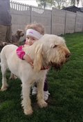 wye niemiecki, spinone italiano