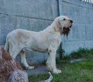 wye niemiecki, spinone italiano