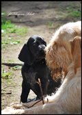 wye niemiecki, spinone italiano